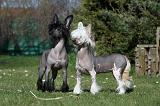CHIEN NU CHINOIS 016
